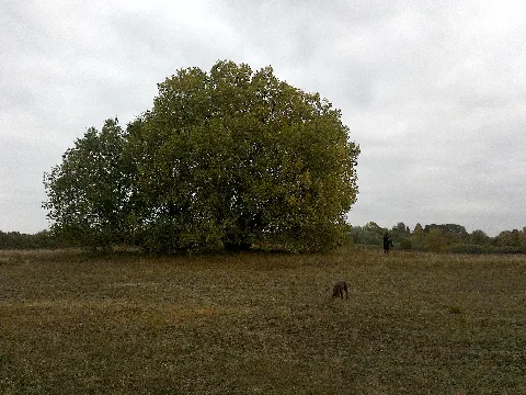 23923 Lüdersdorf, Germany Panoramio (1)
