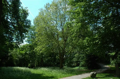 36428 Pacifiertree Goe