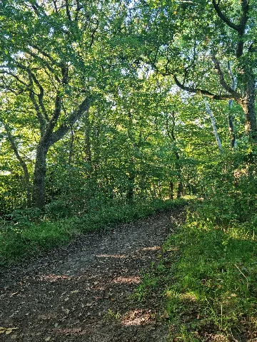 378 Im Wald Bei Hage