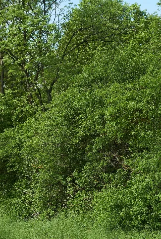 4150 Feldhecke Berg