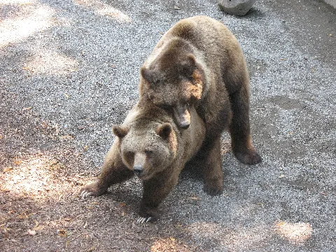 4466 Bern Bärengraben Mating Ursus Arctos
