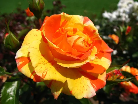 4484 Bern Rosengarten Rose