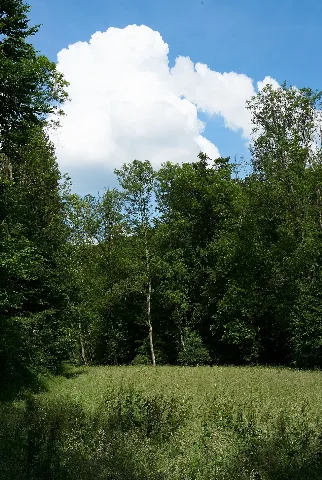 4875 Nsg Buchenbach