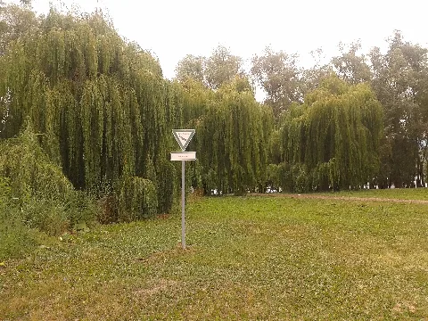 55218 Salix × Sepulcralis 1