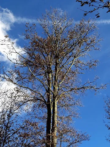 A Big Beech Panoramio