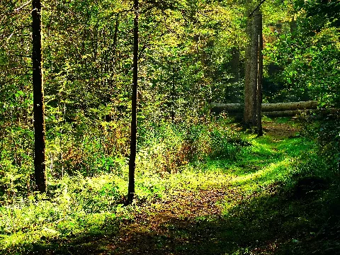 A Glade Panoramio