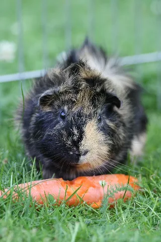 A Guinea Pig And Its Carrot