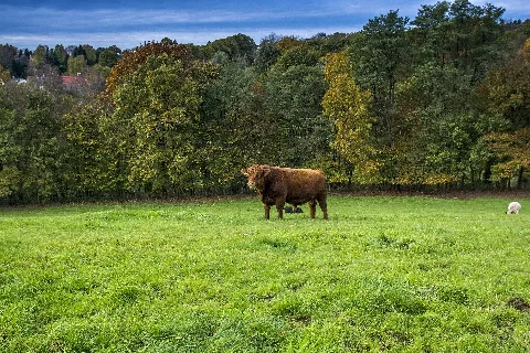 A Part Of Solingen Nature Panoramio