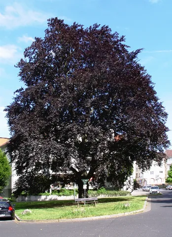 Ab Nd1 Fagus Sylvatica Purpurea