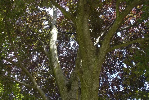 Ab Nd1 Fagus Sylvatica Purpurea Crown
