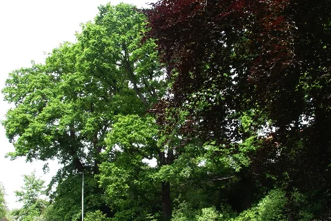 Ab Nd16 Quercus