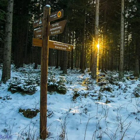 Abendsonne Im Winterwald Hochharz (144797363)