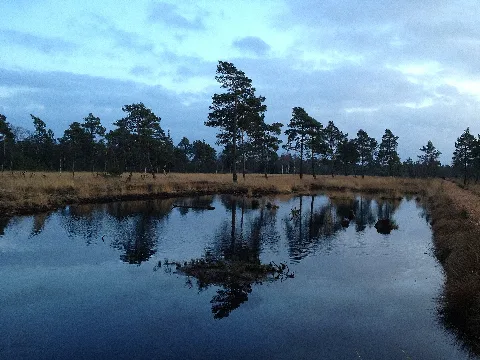 Abendspaziergang Im Tister Bauernmoor