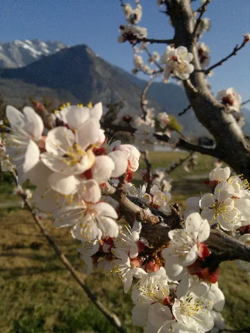 Abricotiers En Fleurs Panoramio (2)