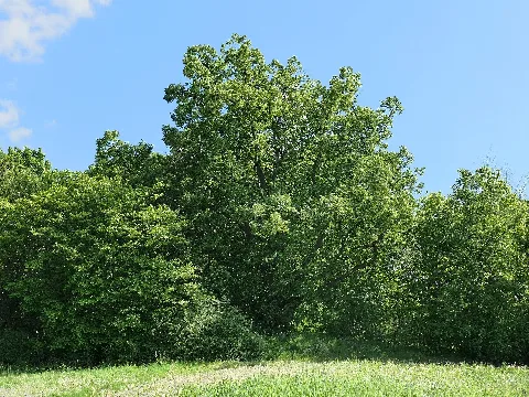Ihren Namen verdankt die Abschiedslinde, die auch Auswandererlinde genannt wird, den erstmals in der ersten Hälfte des 19. Jahrhunderts auswandernden Bewohnern Kammerbachs, die von den Zurückbleibenden bis zu dem Baum auf der Anhöhe unweit des westlichen Dorfausgangs begleitet und dort verabschiedet wurden. In der Liste der Naturdenkmale des Werra-Meißner-Kreises hat der Baum die Nummer ND 636.036. Kammerbach ist ein Ortsteil der Stadt Bad Sooden-Allendorf im nordhessischen Werra-Meißner-Kreis.