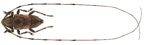 Acanthocinus Aedilis (Linné, 1758) Male (4404581786)