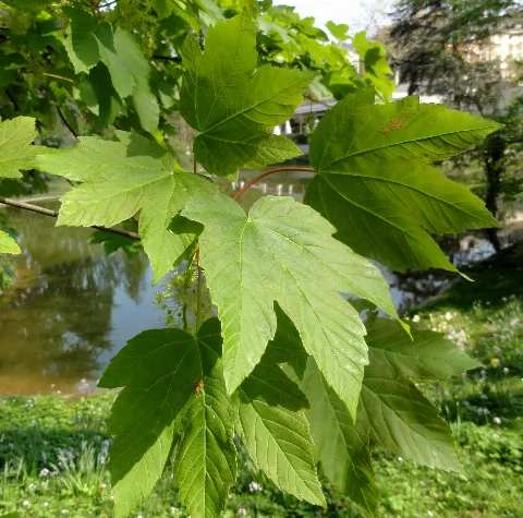 Acer Pseudoplatanus Leaves Palmengarten Frankfurt