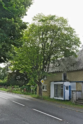 Acer Rheinstr22 Mbach