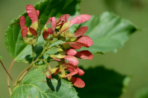 Acer Tataricum* (7261560468)
