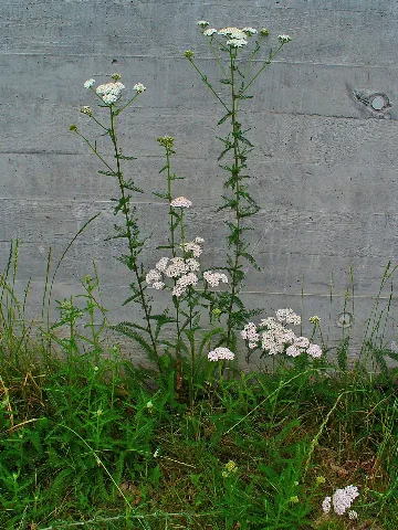 Achillea Millefolium 001