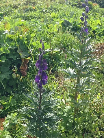 Aconitum Napellus Ac