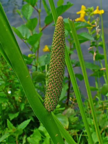 Acorus Calamus 002