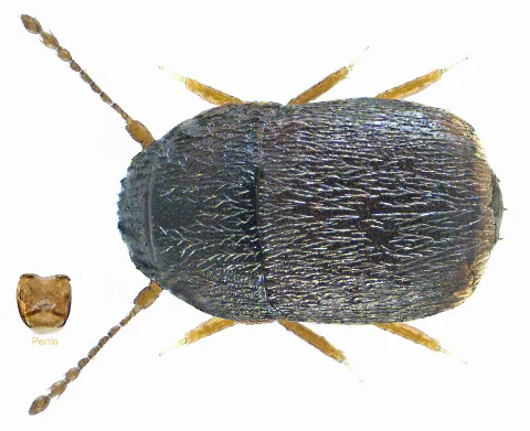 Acrotrichis Brevipennis (Erichson, 1845) (11436322133)