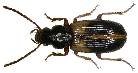 Acupalpus Meridianus (Linné, 1761) (2932251702)