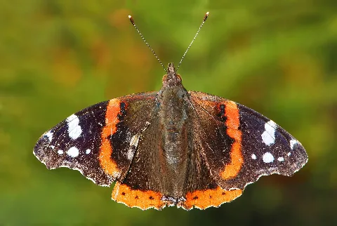 Ad2009Aug01 Vanessa Atalanta 01