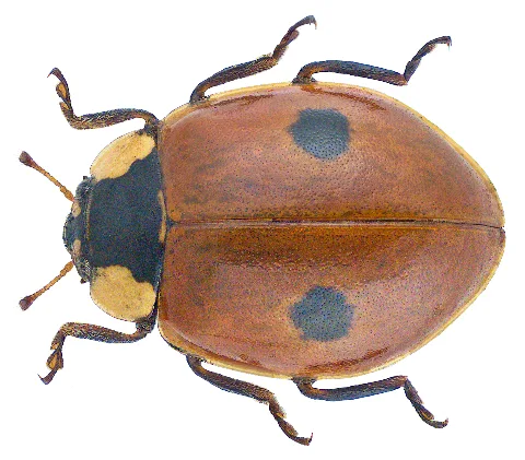 Adalia Bipunctata (Linné, 1758) (30721136171)