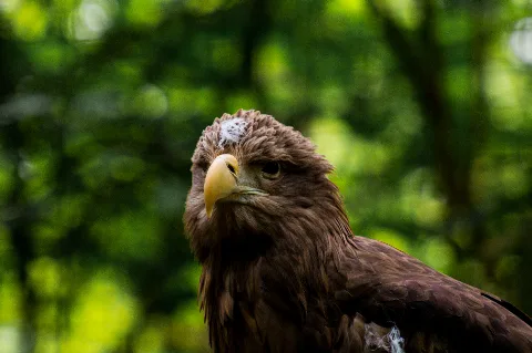 Adler (263708723)