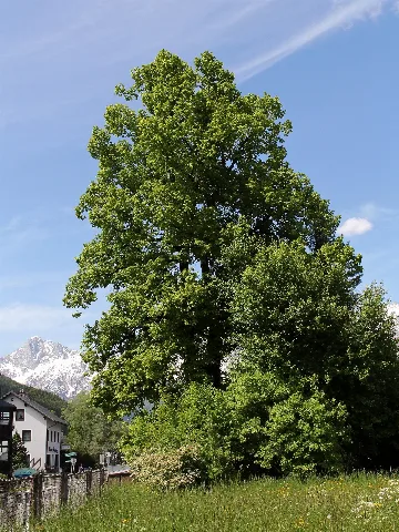 Admont Naturdenkmal 911 Winterlinde (Tilia Cordata)