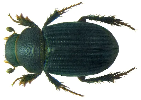 Aegialia (Psammoporus) Sabuleti (Panzer, 1797) (5612556917)