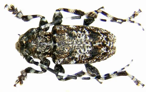 Aegomorphus Clavipes (Schrank, 1781) (3042762589)