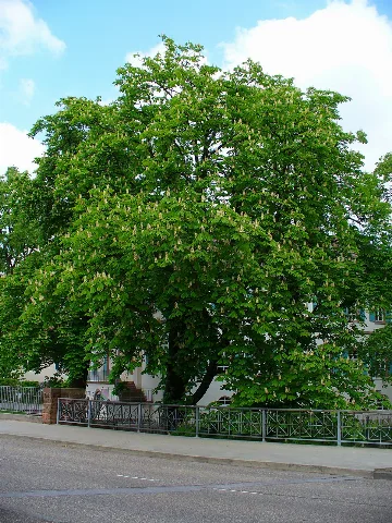 Aesculus Hippocastanum 001
