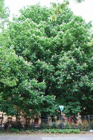 Aesculus Hippocastanum (Balkan Rosskastanie)