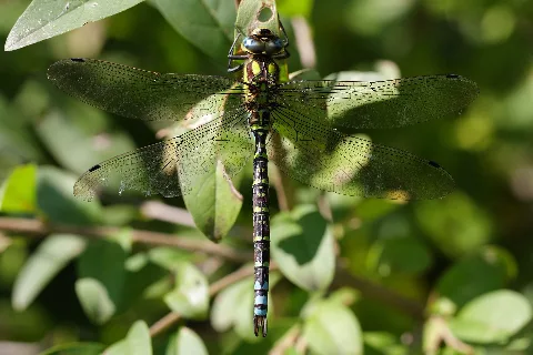 Aeshna Cyanea Niederösterreich