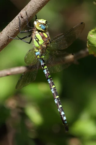 Aeshna Cyanea Niederösterreich 4