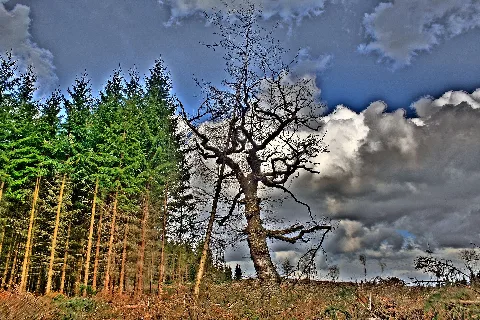 After The Storm Panoramio Peterdahlmann
