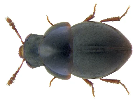 Agathidium Atrum (Paykull, 1798) (3559447750)