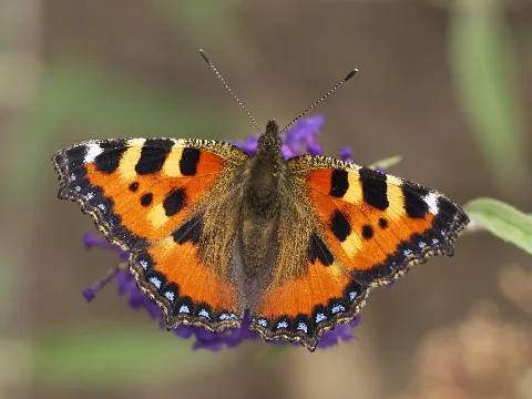 Aglais Urticae Lc0310