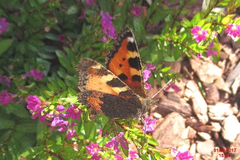 Aglais Urticae (Lerch) (37514894090)