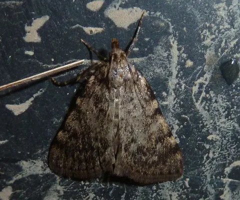 Aglossa Pinguinalis 02