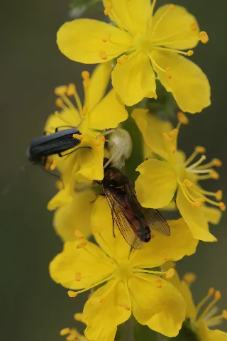 Agrimonia Eupatoria (27621667523)