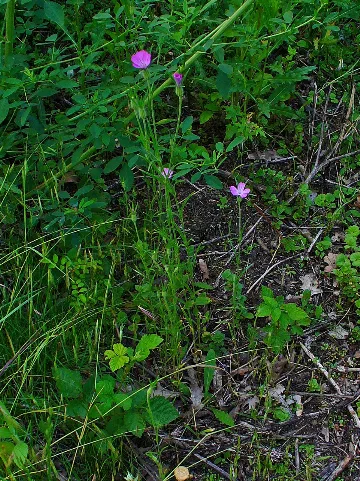 Agrostemma Githago 001