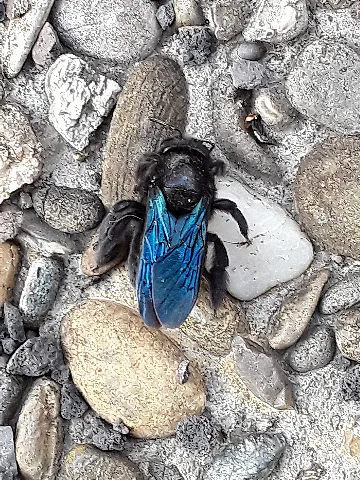 Ahxylocopaviolacea1