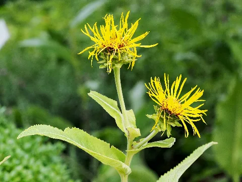 Alant (Inula Helnium)@Heilpflanzengarten Celle 20160728 02