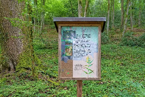 Albbruck Laufenburg (Baden) Naturschutzgebiet Mühlbachtal Station 3