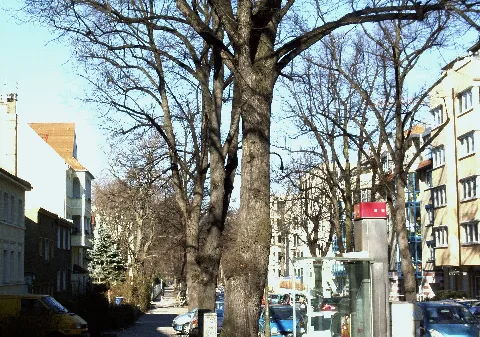 Albertinen