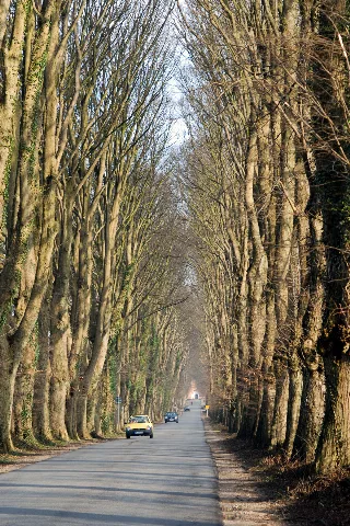 Allee Bei Schönböken 0703